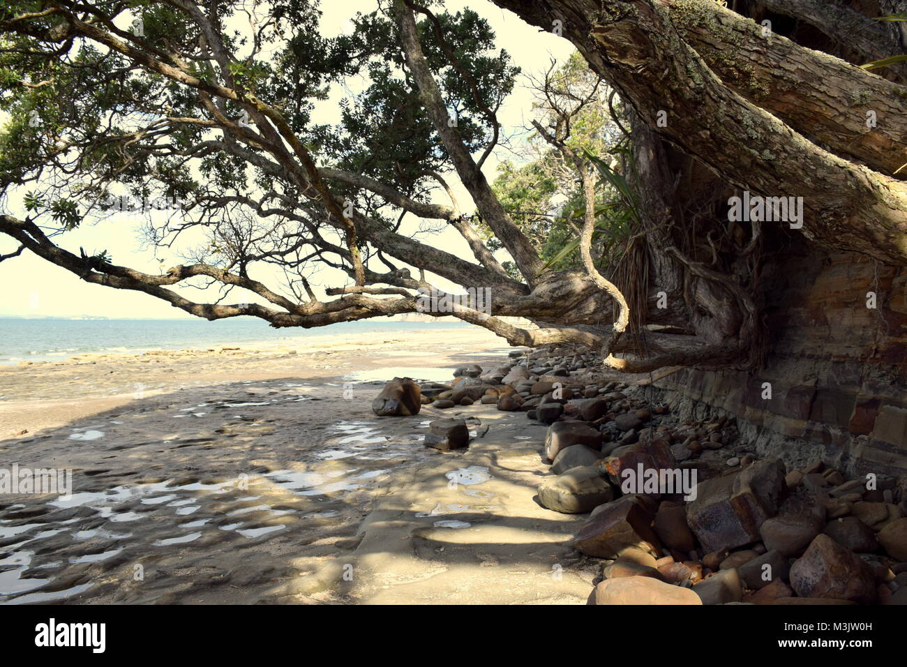 Tree hanging to beach in New Zealand Stock Photo