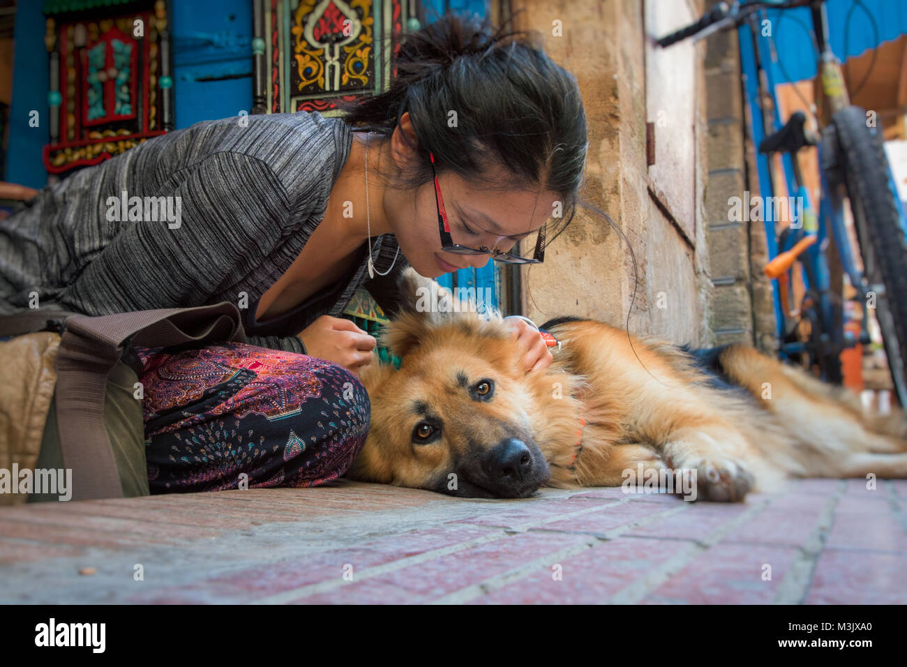 asian german shepherd