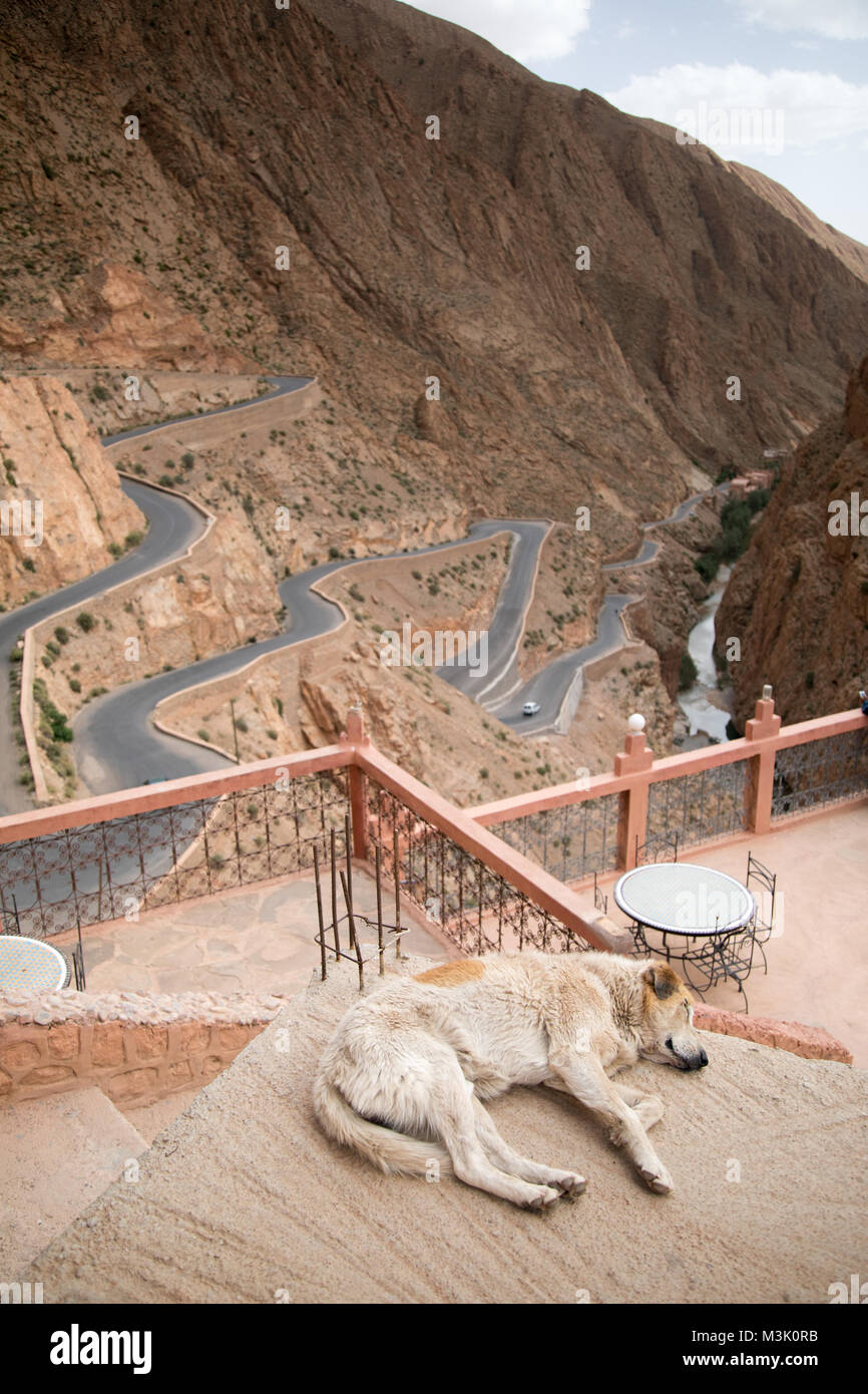 Dog sleeping taking a nap unimpressed by the views of Dades Valley Morocco Stock Photo
