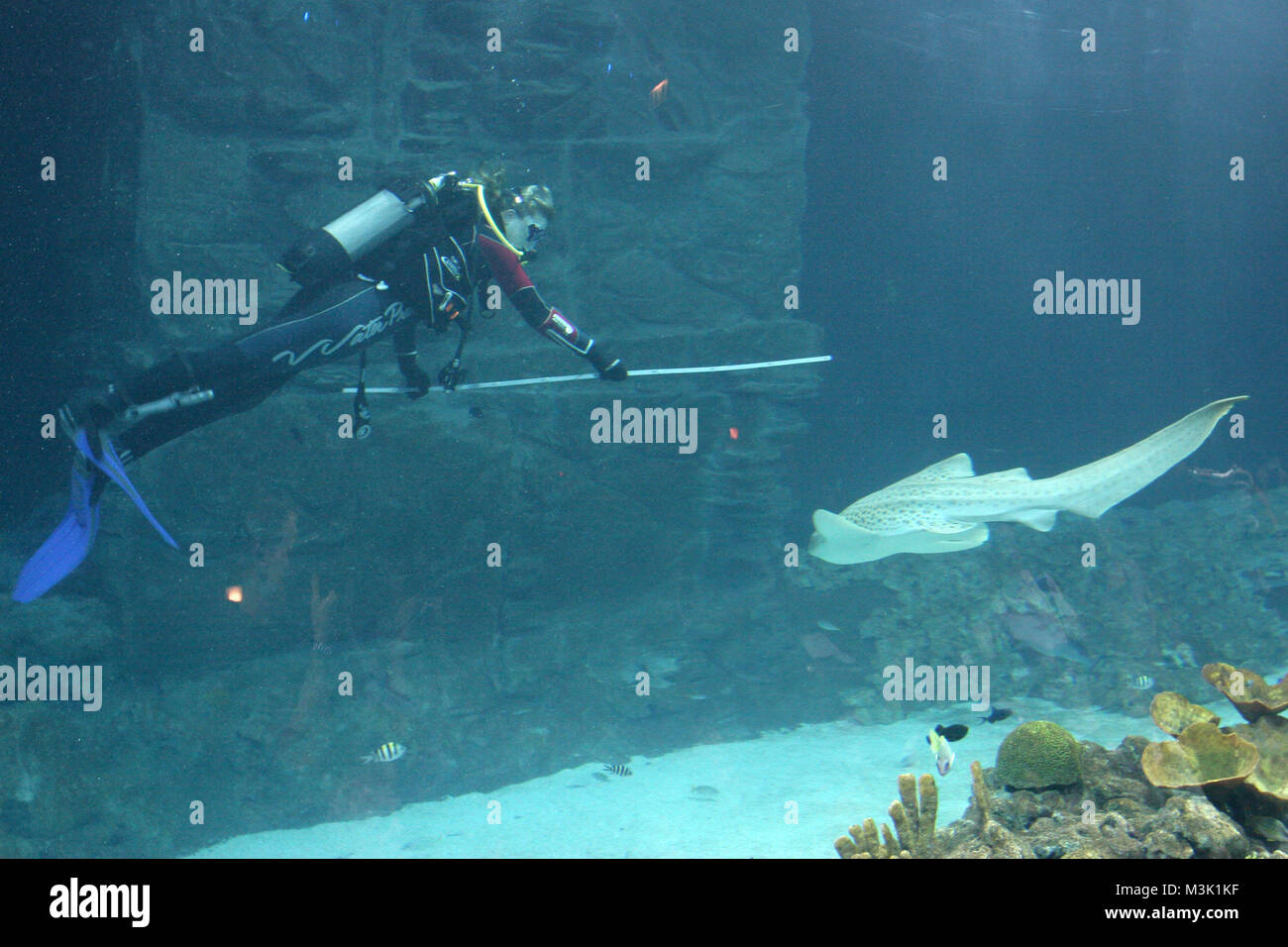 Erste offizielle Inventur im Foyer des Tropen-Aquariums bei Hagenbeck, Hamburg, 28.12.2007  Großes Hai-Atoll. Die Taucher Andrea Sassenberg und Rainer Reusch zählen die Riffhaie und vermessen de Zebrahai 'Sally'   Erste Inventur in Hamburgs Tropen. Im Mai öffnete Hamburgs neuste Attraktion, das Tropen-Aquarium Hagenbeck, seine Pforten. Und seitdem ist viel passiert: Immer neue Tiere bezogen ihre Biotop-Anlagen, andere fuehlten sich gleich so wohl, dass sie mit der Fortpflanzung begannen. Wie viele Tiere welcher Arten haben denn nun in Hamburg eine Heimat gefunden? Wie groß und wie schwer sind  Stock Photo