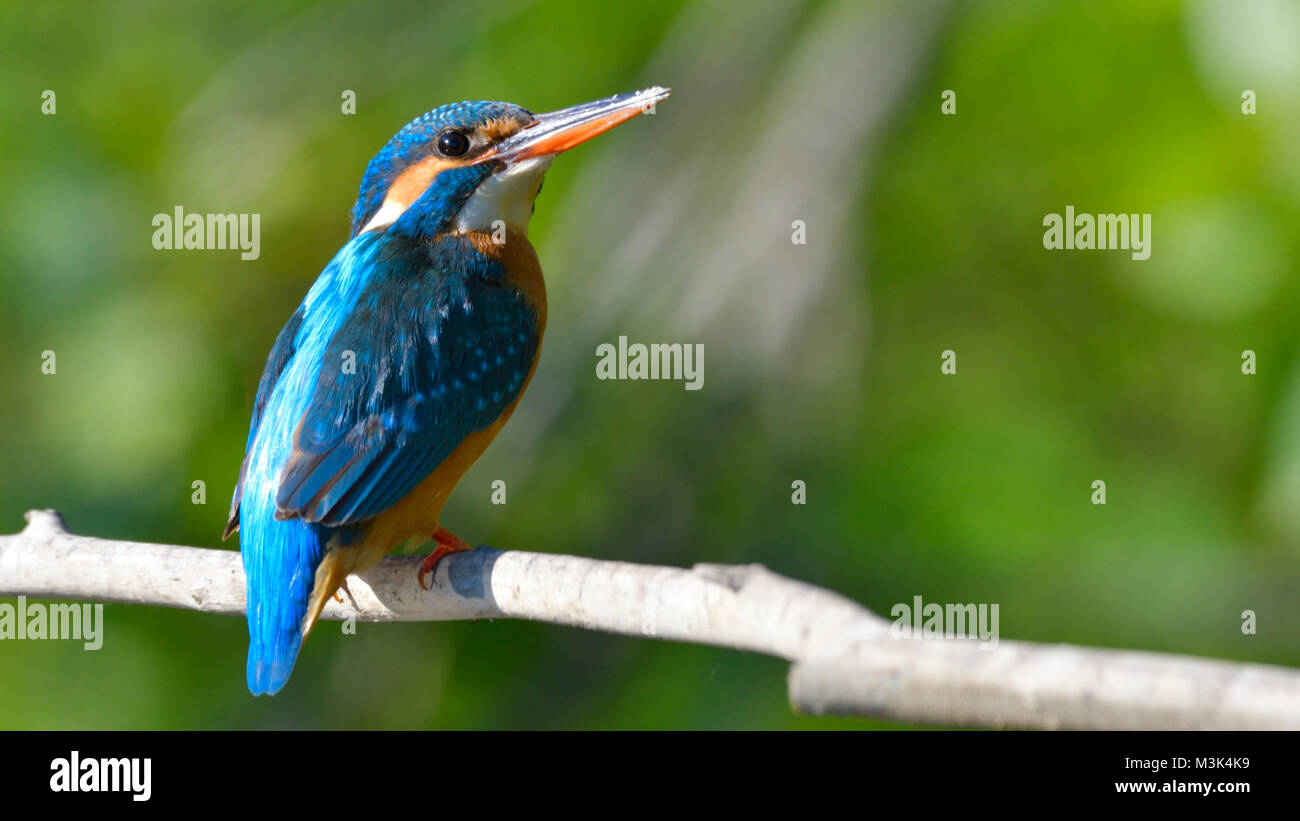 Common Kingfisher (Alcedo athis) on a Branch Stock Photo