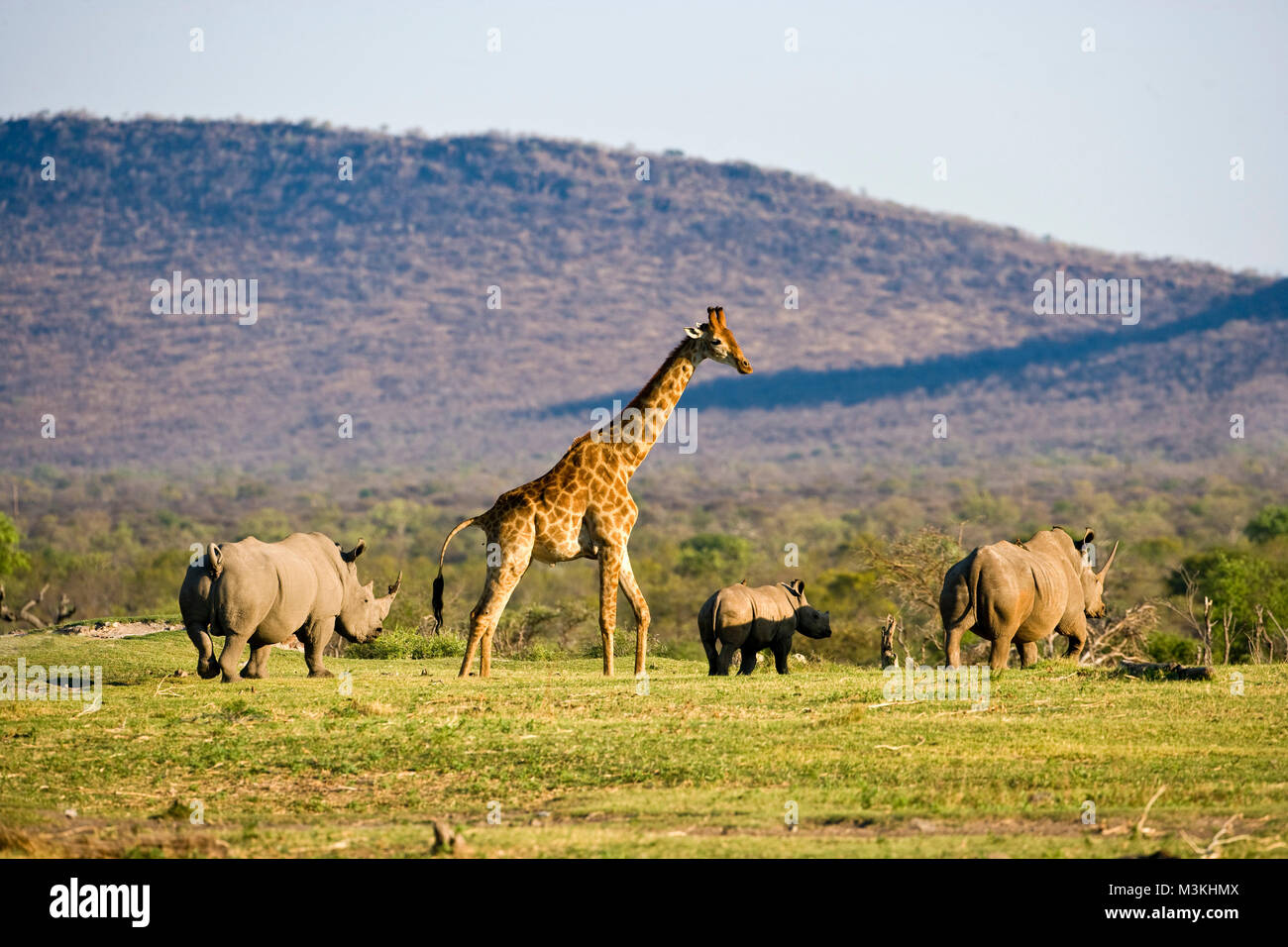 South Africa, Near Zeerust, Madikwe National Park. Giraffe (Giraffa camelopardalis). White rhinoceros. (Ceratotherium simum). Stock Photo