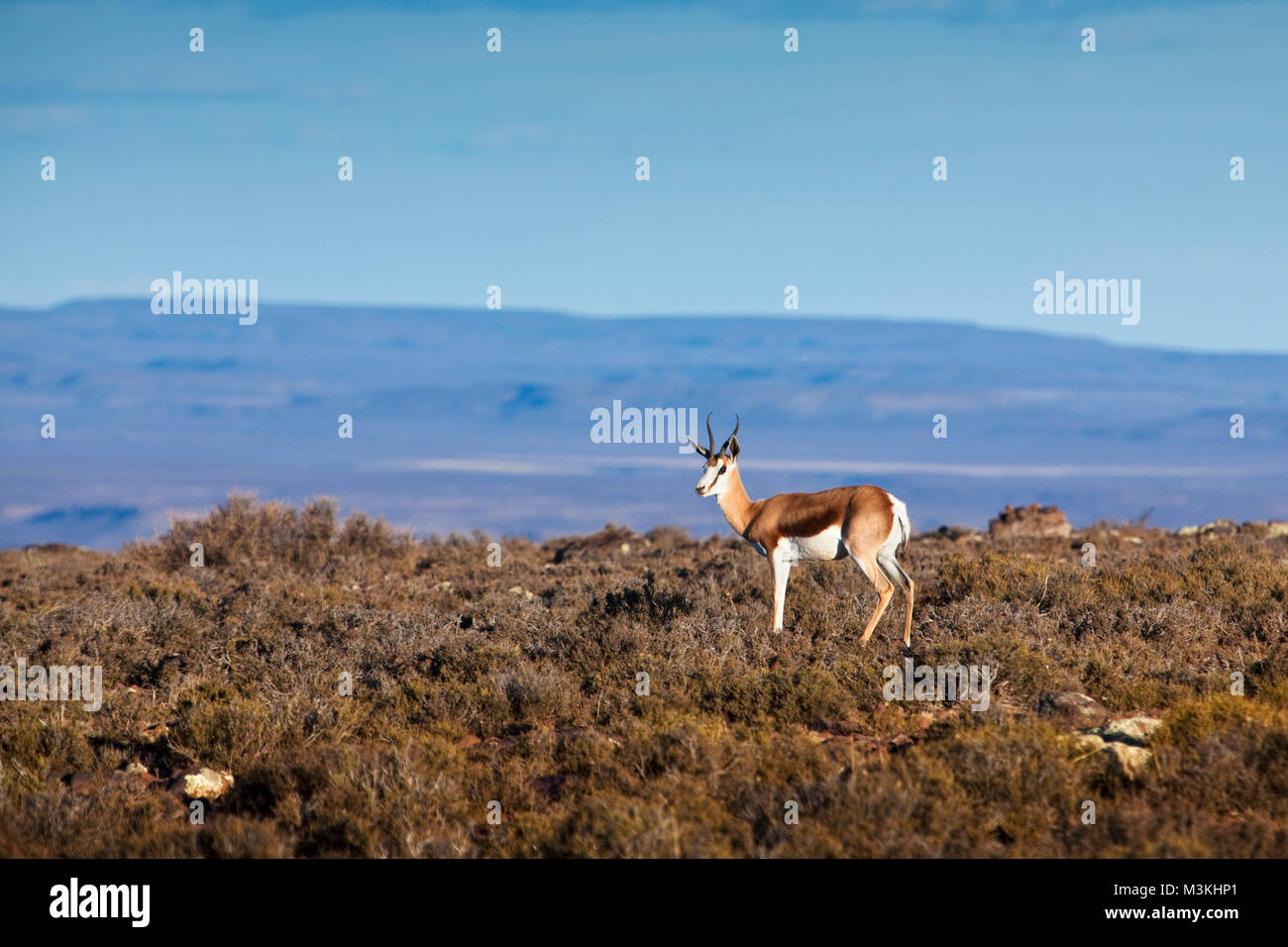 South Africa, Northern Cape, Sutherland, Springbok in Karoo landscape. Stock Photo