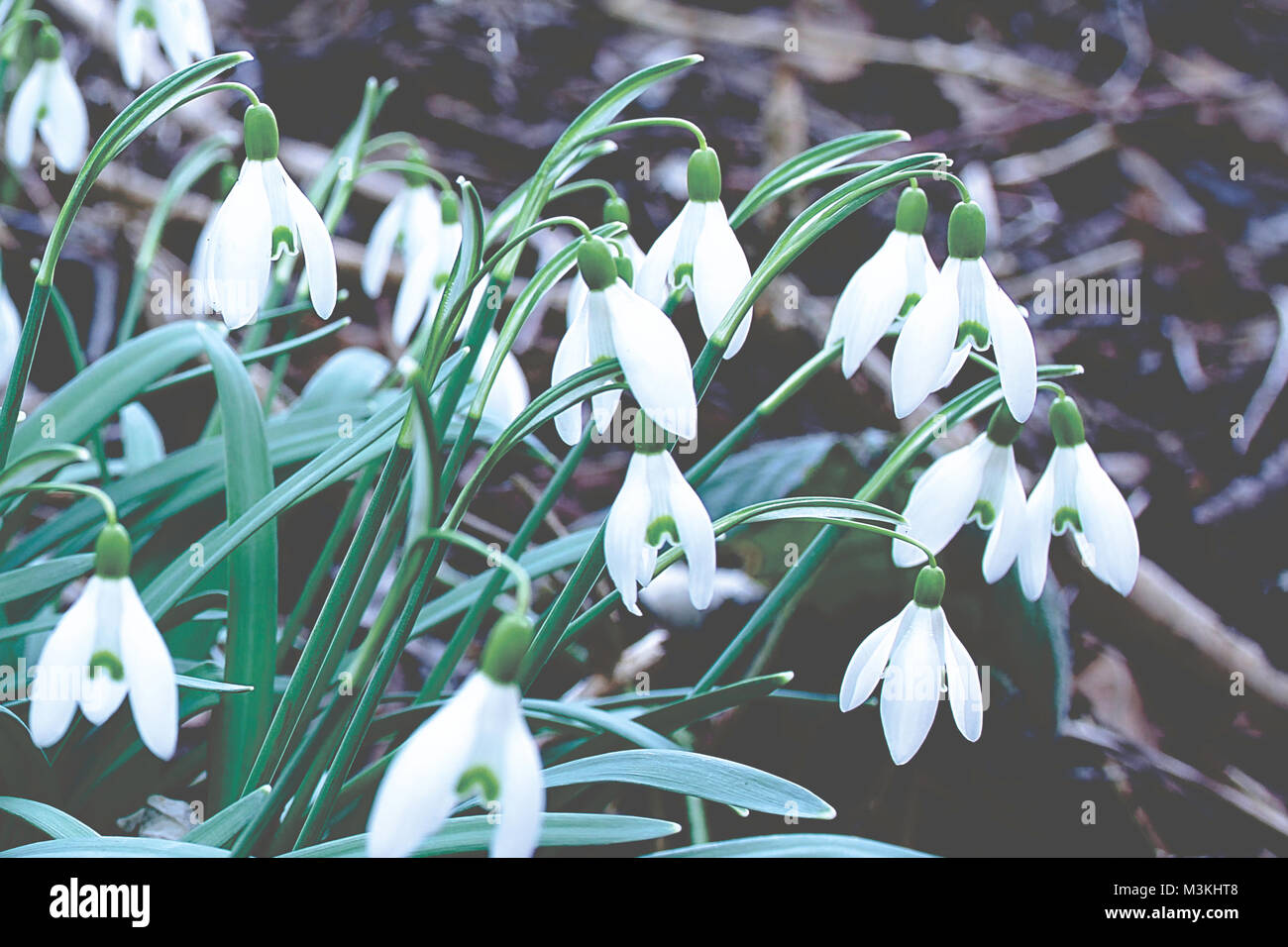 Snowbells blossom in British woodland ,sign of spring.Nature