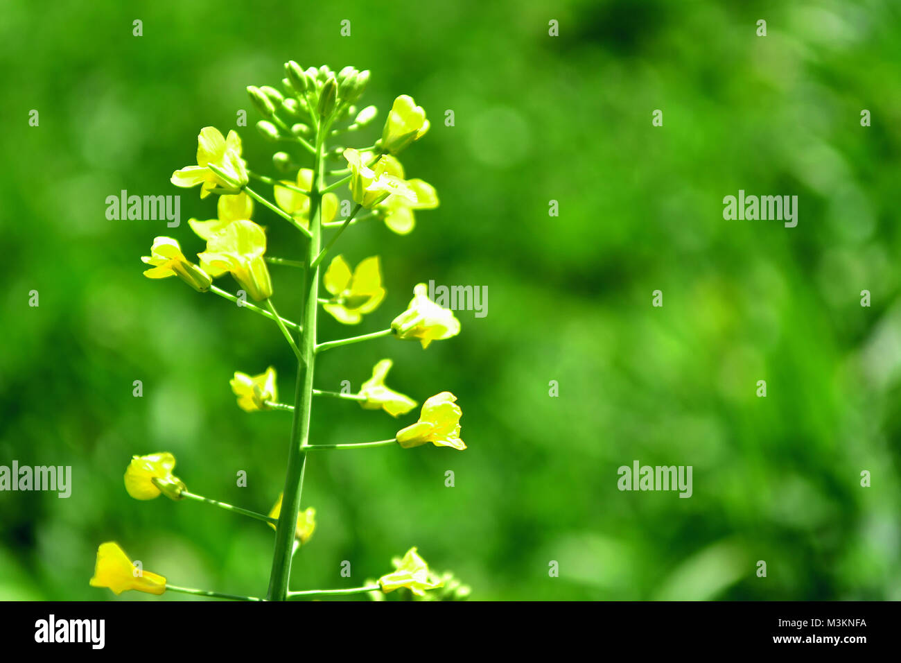 Green fields with green plants and vegetables Stock Photo Alamy