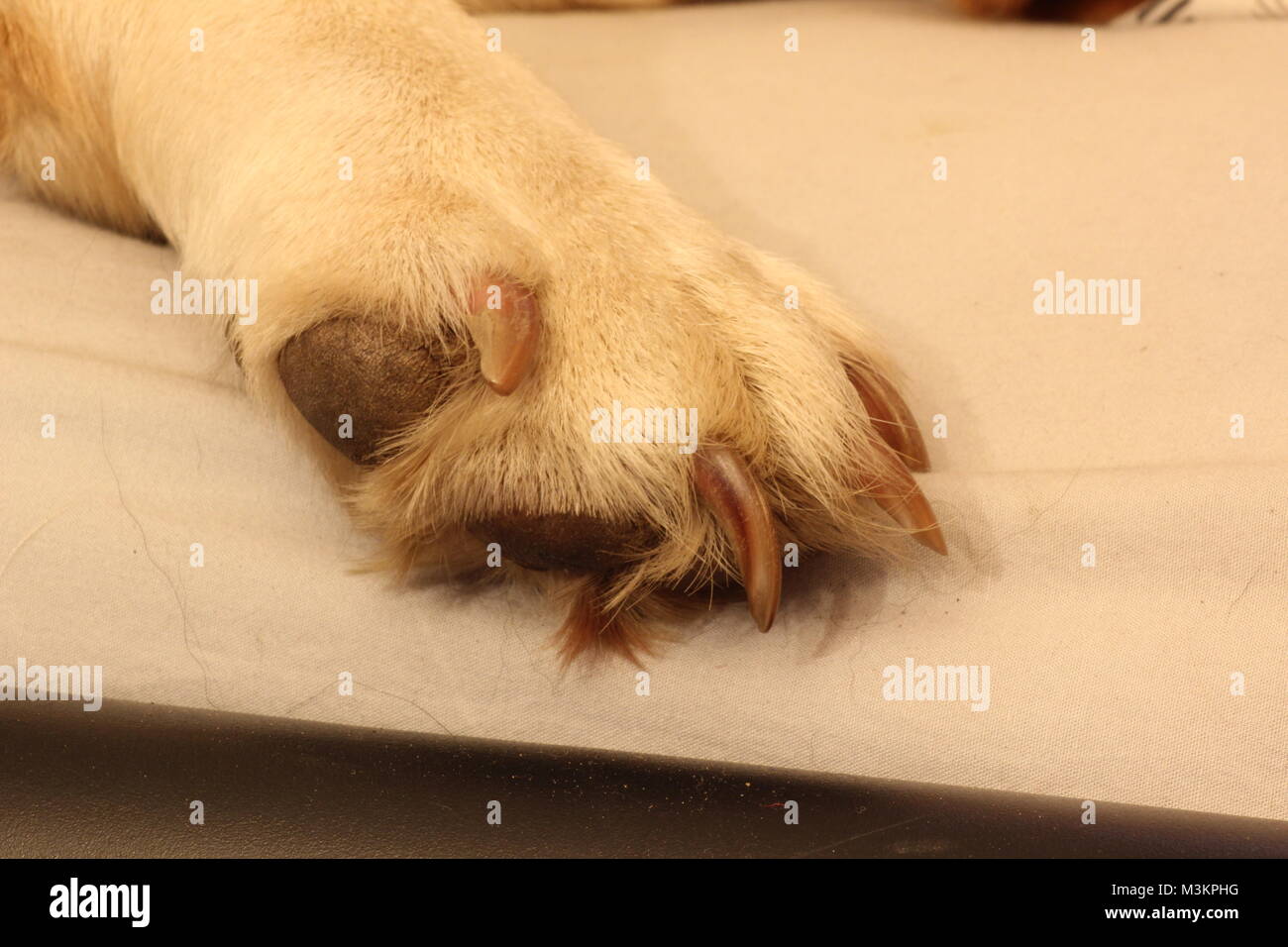 Labrador Feet High Stock Photography and Images - Alamy
