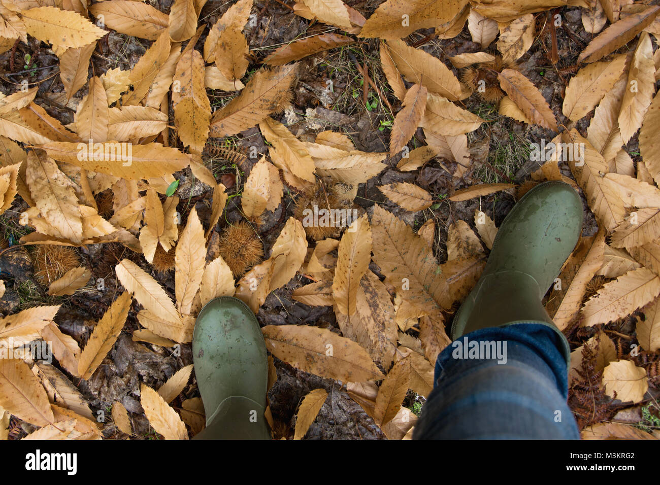 A person wearing a pair of traditional green rubber wellington boots in ...