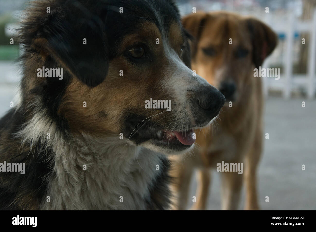 Two Dogs Look Two dogs outdoors - one looks in front of him and the other is jealous ...