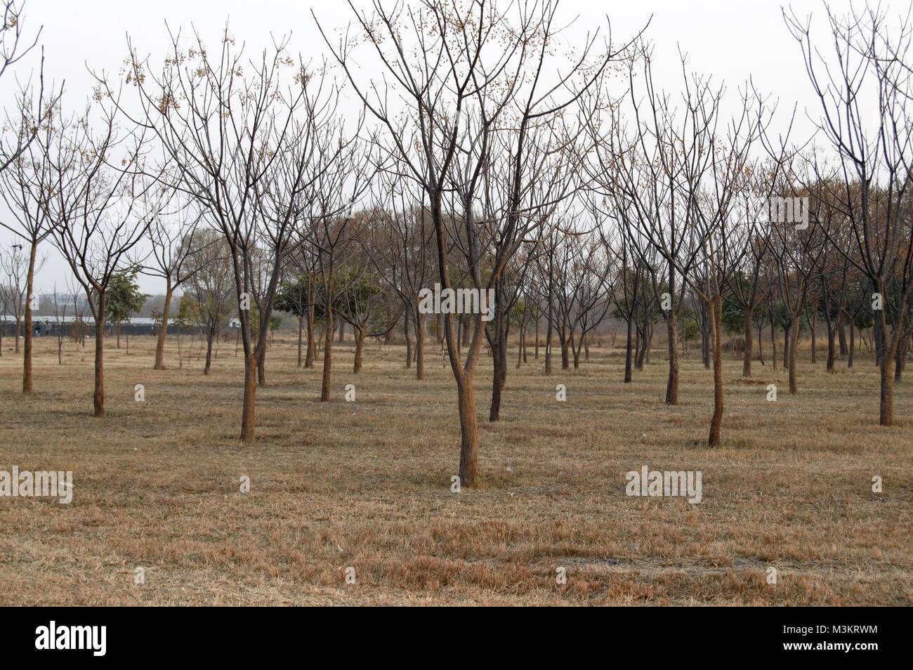 A beautiful shot taken at fatima jinnah park islamabad. Dry season waiting for winter rains. Stock Photo