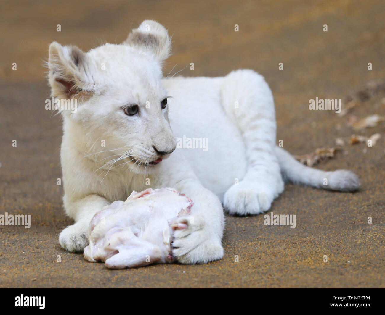 Namenstaufe weißer Löwenbabys im Magdeburger Zoo Stock Photo