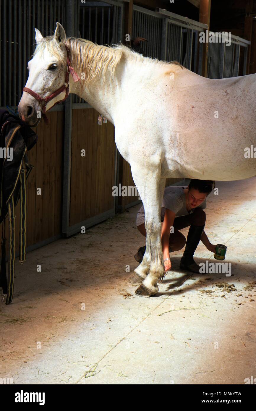 Girl taking care of her horse, Provence, France Stock Photo