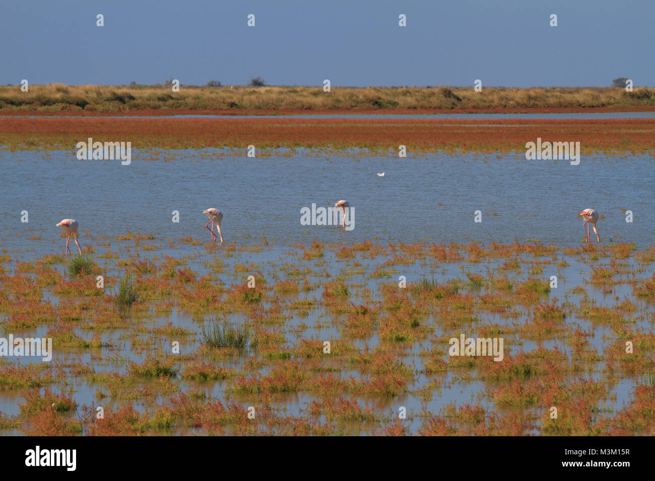 Flamingos in Camargue, Provence, France Stock Photo