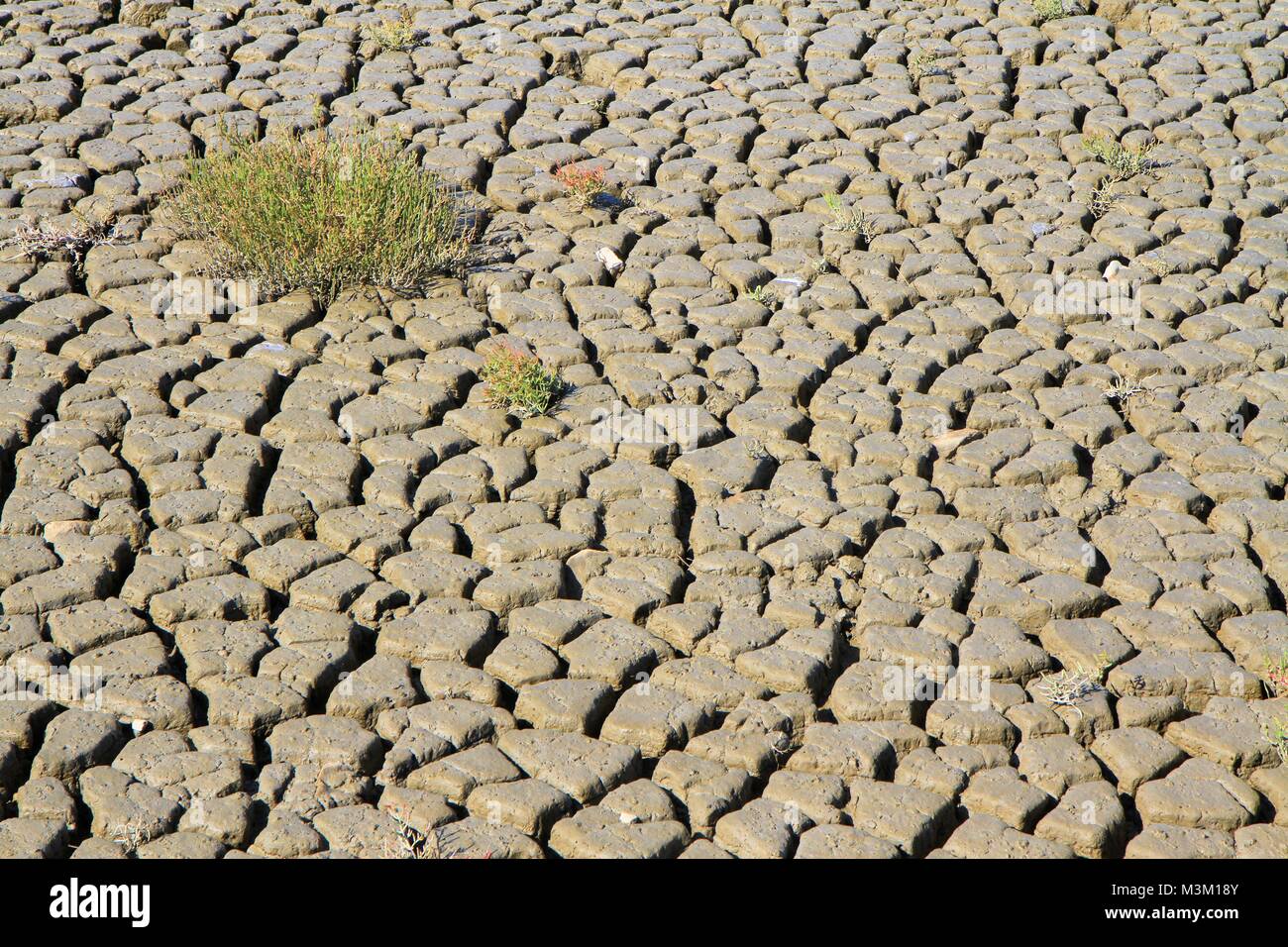 Cracked dry mud in Camargue, Provence, France Stock Photo
