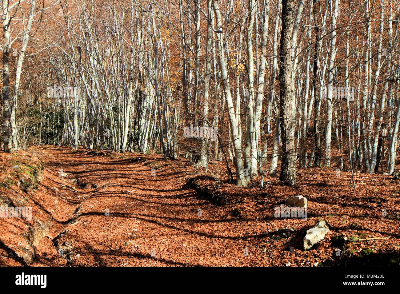 Forest landscape in autumn, Provence, France Stock Photo