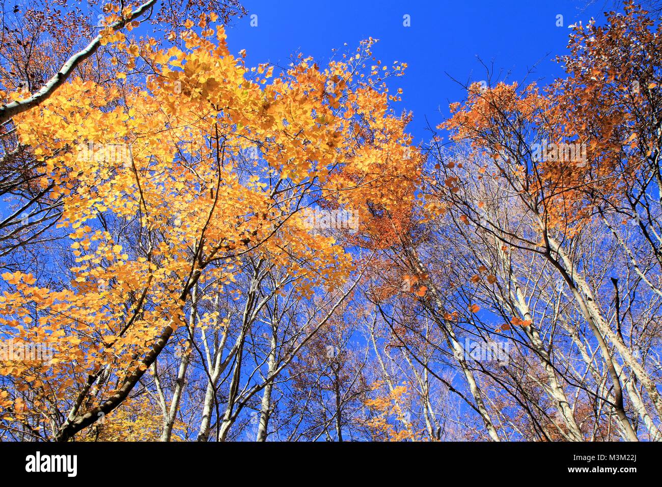 Forest landscape in autumn, Provence, France Stock Photo