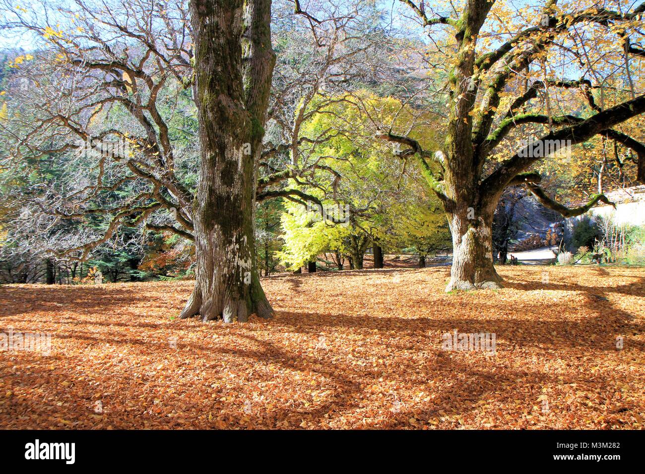 Forest landscape in autumn, Provence, France Stock Photo