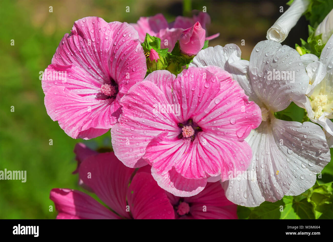 Close up of pink and white delicate lavatera.  Stock Photo