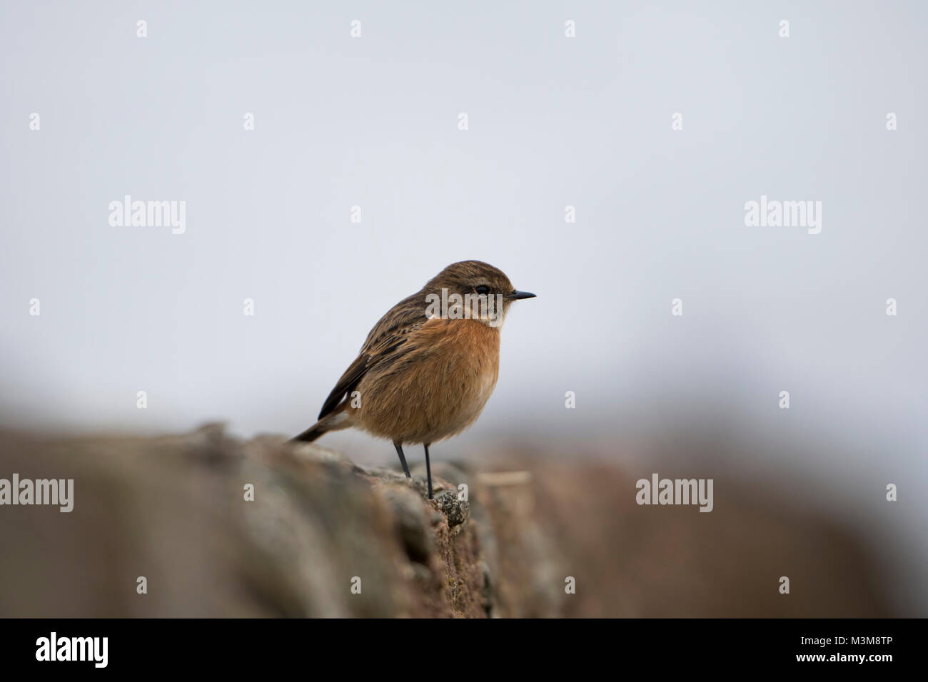 a female common Stonechat (Saxicola torquatus) perched on coastal wall ...