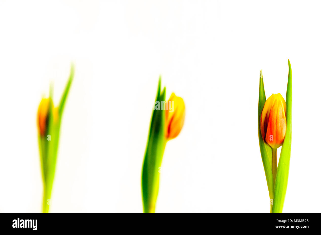 Three tulips with red and yellow blossom. Bright background. Selective focus. Stock Photo