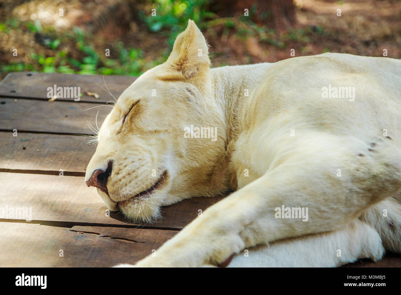 Female white lion resting and sleeping Stock Photo