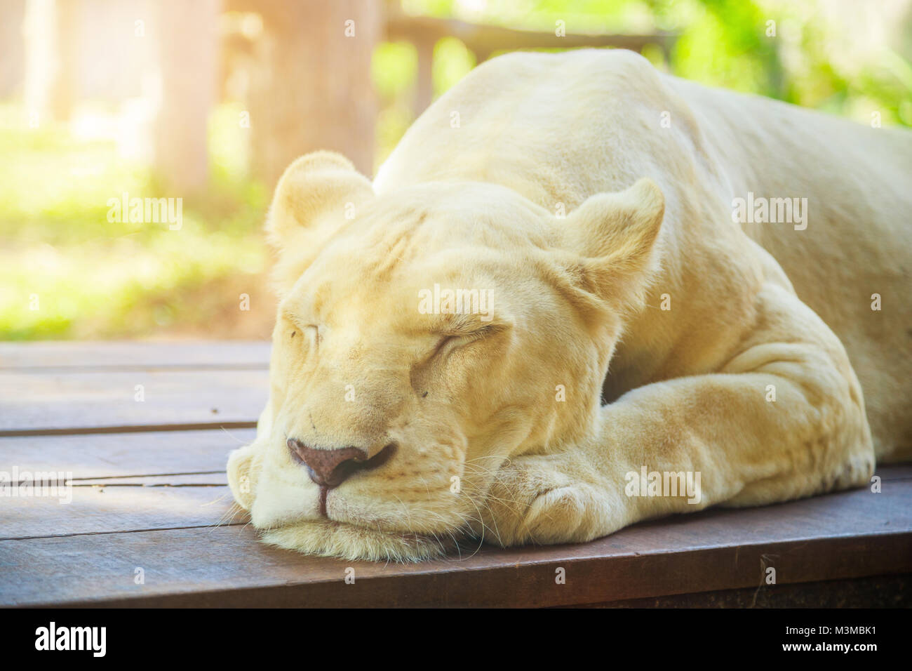 Female white lion resting and sleeping Stock Photo