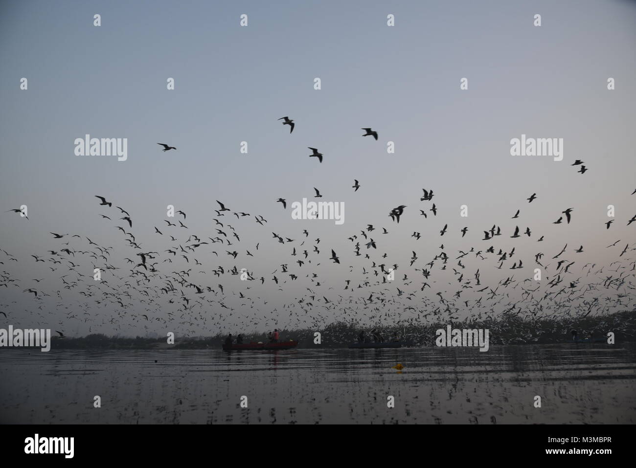 Migratory hundreds of Siberian Seagull birds are flying in the morning ...