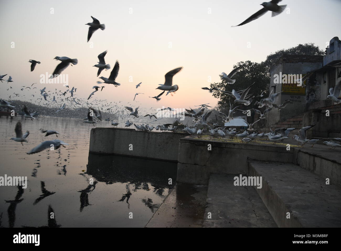 Migratory hundreds of Siberian Seagull birds are flying in the morning with sunrise at Yamuna Bank river, Delhi, India, Asia Stock Photo