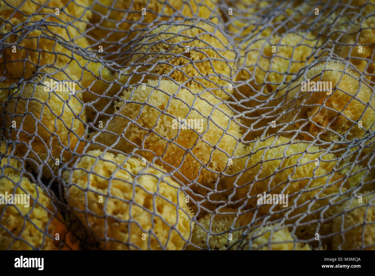 Bunch of yellow natural sea sponges covered with a net. Landscape format. Stock Photo