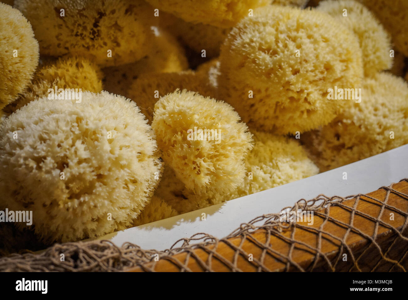 Bunch of yellow natural sea sponges in a wooden basket. Landscape format. Stock Photo