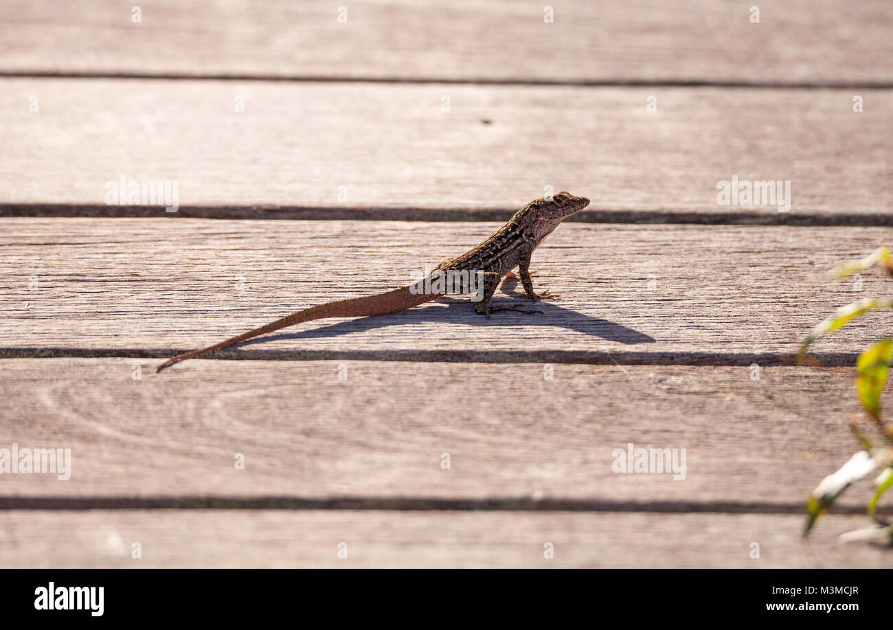 Brown Cuban anole Anolis sagrei perches on a boardwalk in the Ding Darling National Refuge on Sanibel Island, Florida Stock Photo