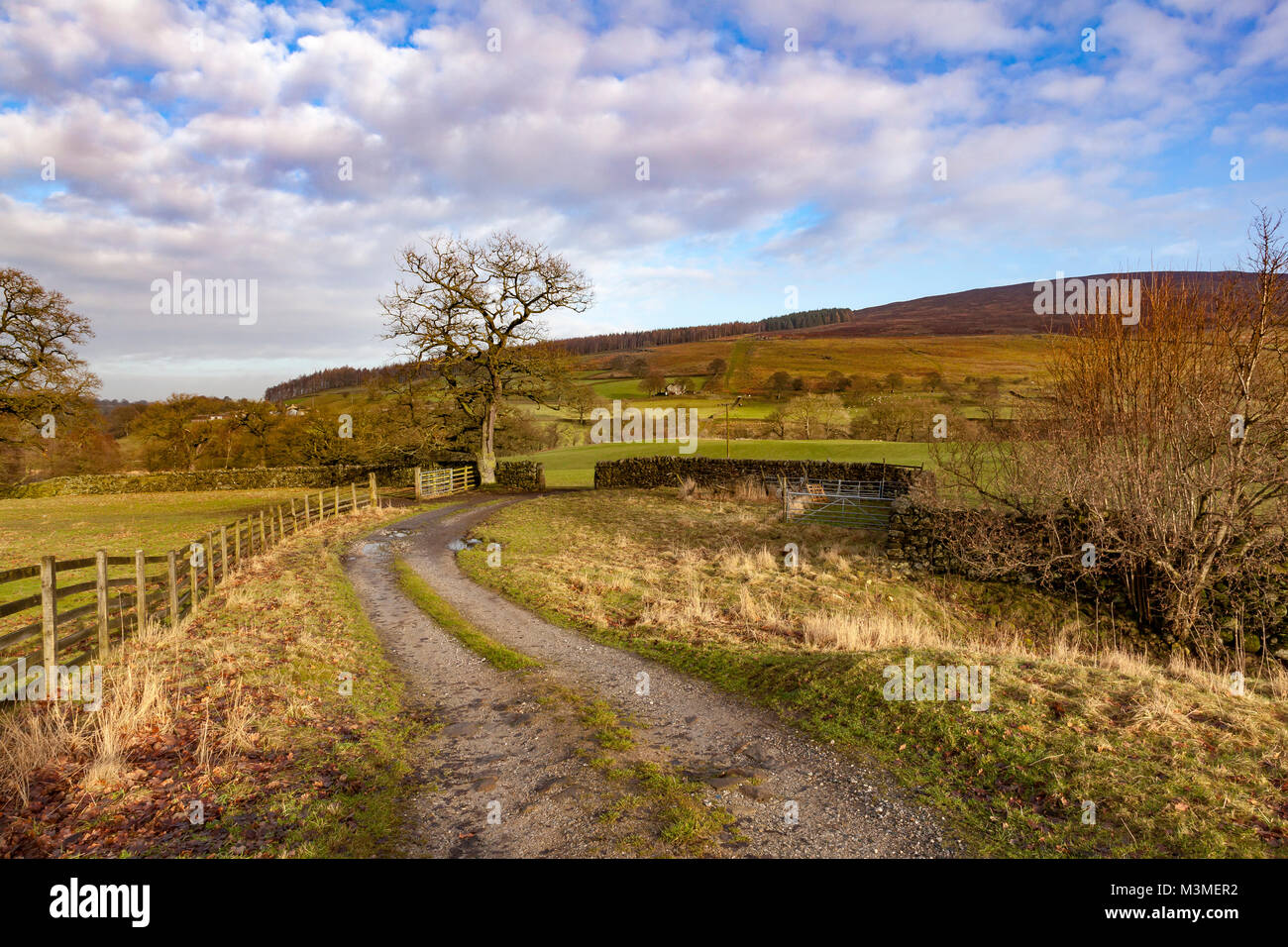 A farm track leads across the fields past a single tree in Wharfedale, on the B6160, North Yorkshire,UK Stock Photo