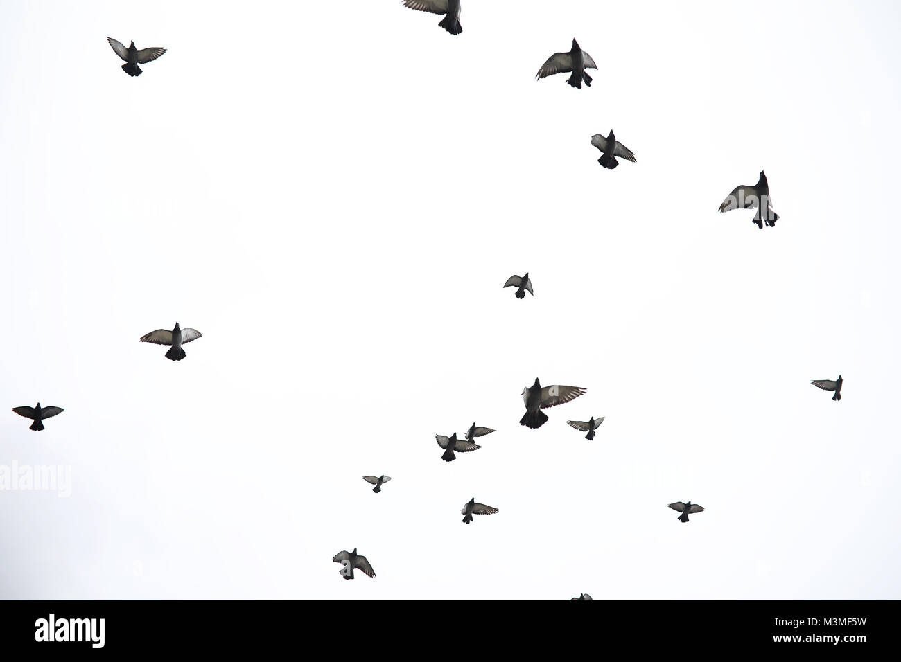 A flock of pigeons flies across the sky. Birds fly against the s Stock