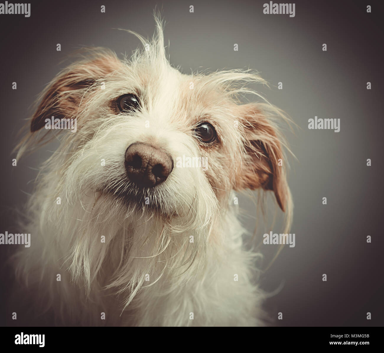 small long haired terrier
