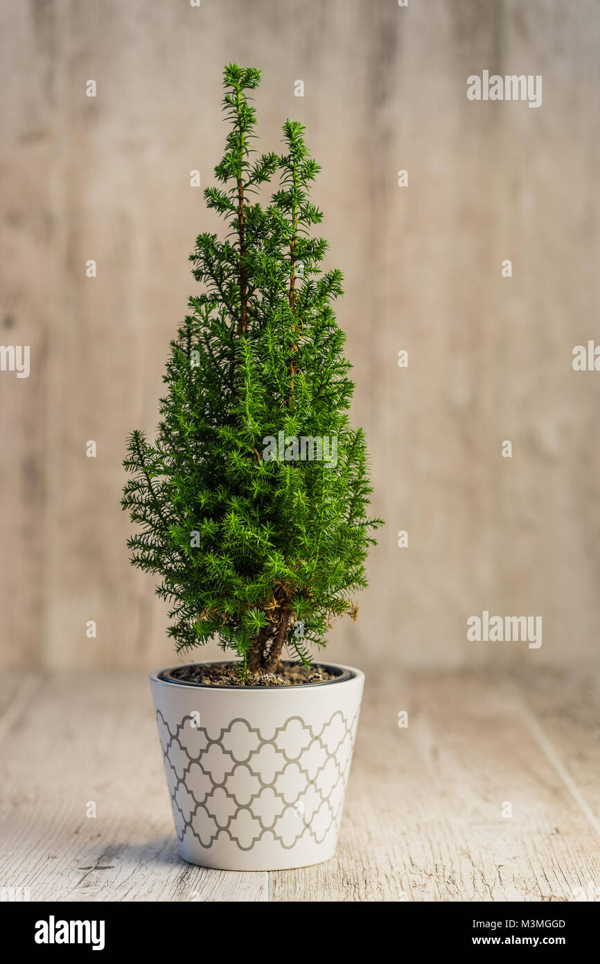 indoor cypress tree on desk Stock Photo Alamy