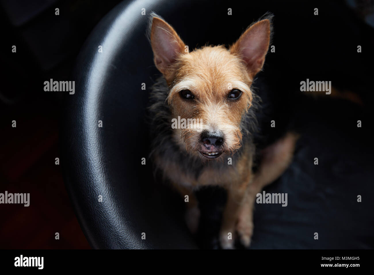 Grouchy pet mongrel terrier sitting on sofa chair looking at camera. Stock Photo