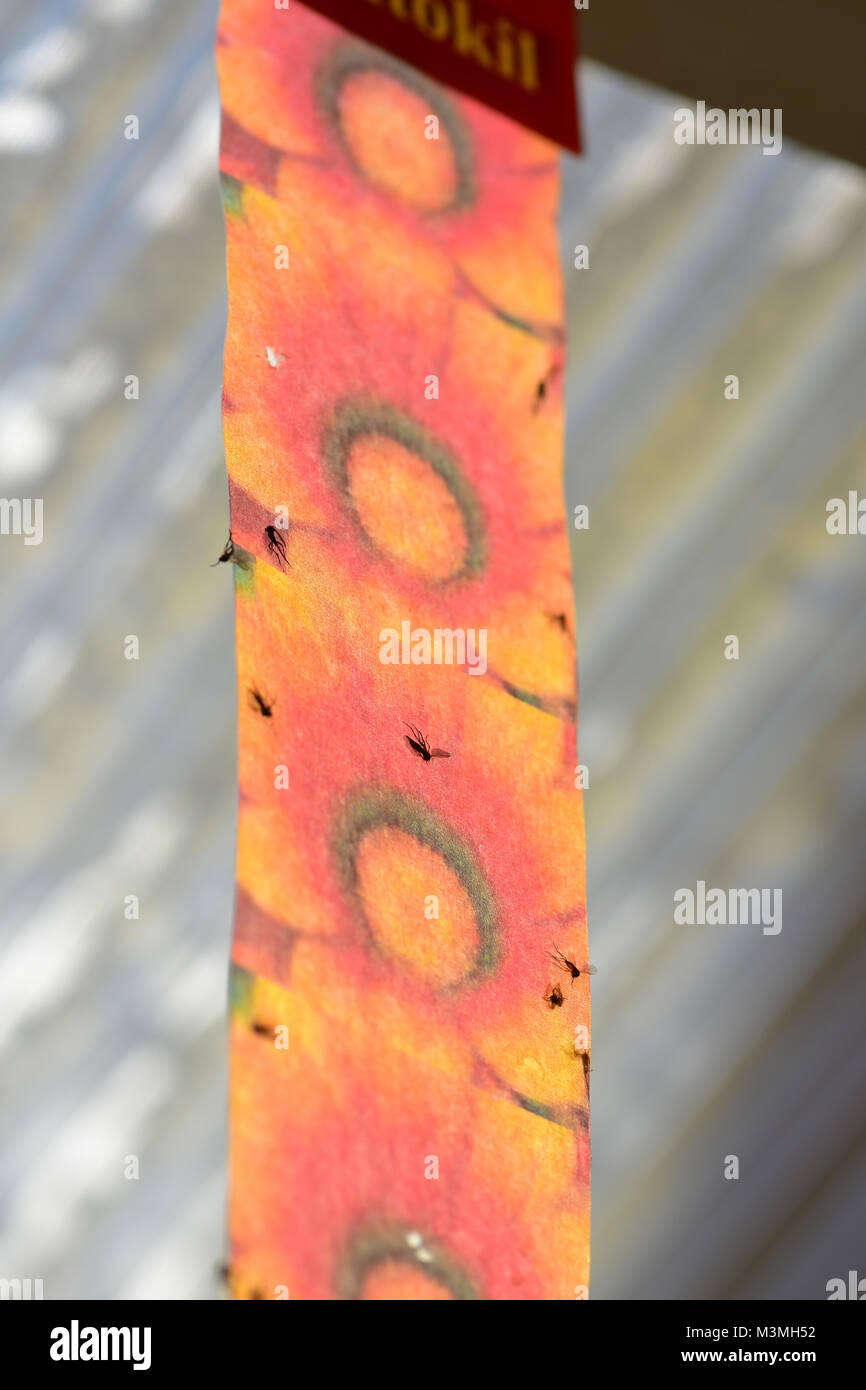 Sticky fly trap tape Stock Photo Alamy
