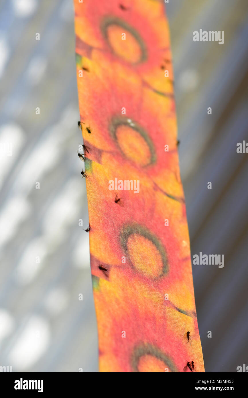 sticky-fly-trap-tape-stock-photo-alamy