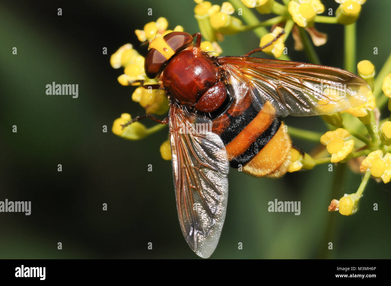 A hornet mimicking hoverfly - now established in Britain - feeding on nectar. This one photographed in Spain. Stock Photo