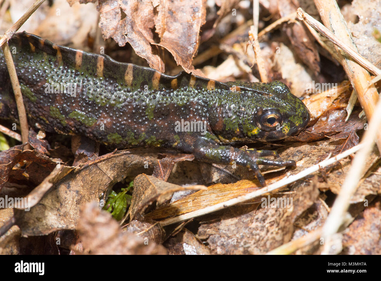 Marbled newt male  - a large, beautiful species found at higher altitudes in France & northern Spain. This from the Picos de Europa. Stock Photo