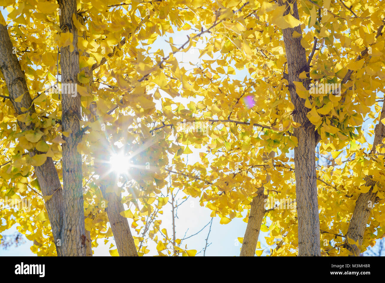 Fall color of yellow Ginkgo leaves at Los Angeles Stock Photo