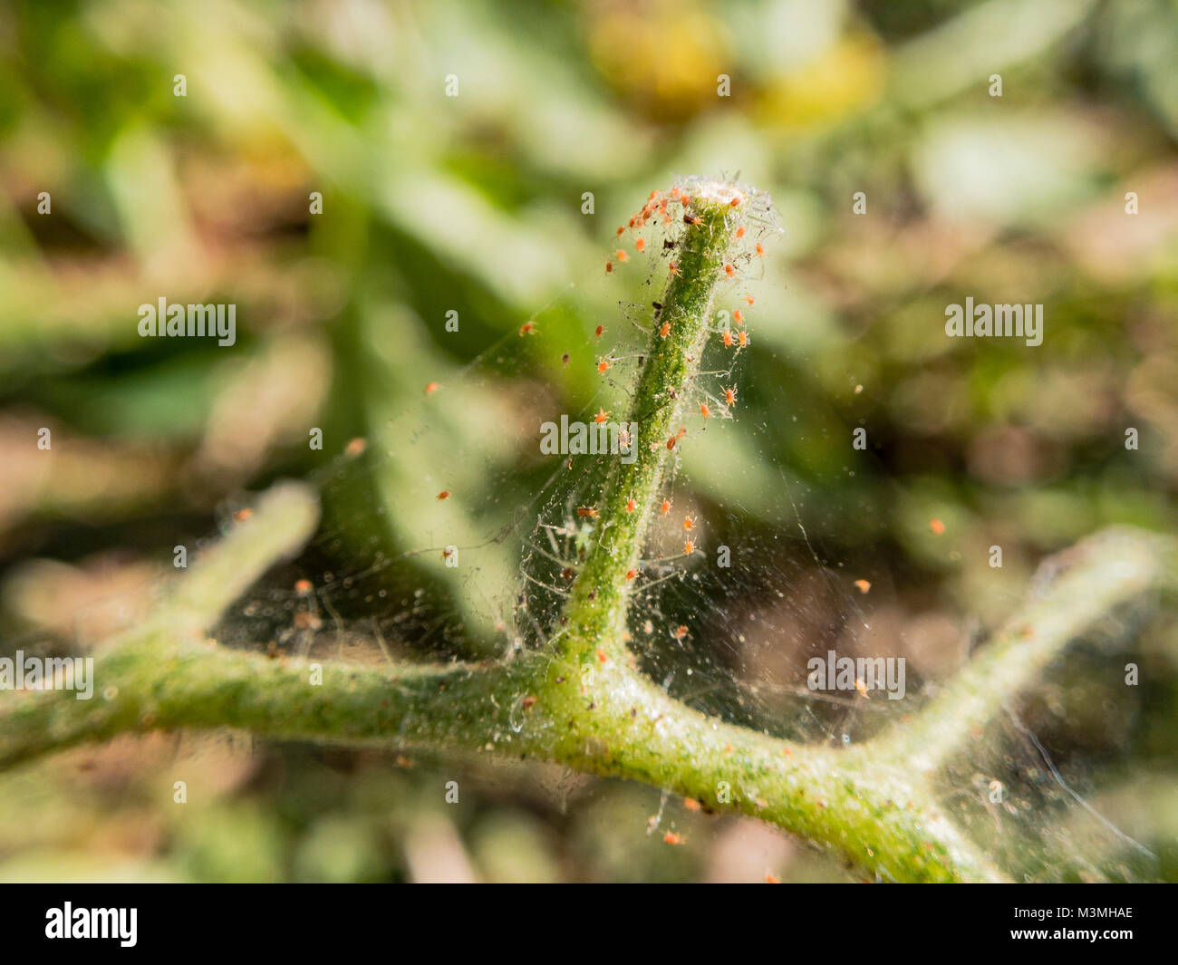 Pests small red spider on the tomato plant, harming the plant Stock Photo Alamy