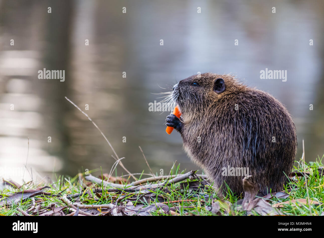 Small young coypu eating a carrot. On background is a river. Natural ...