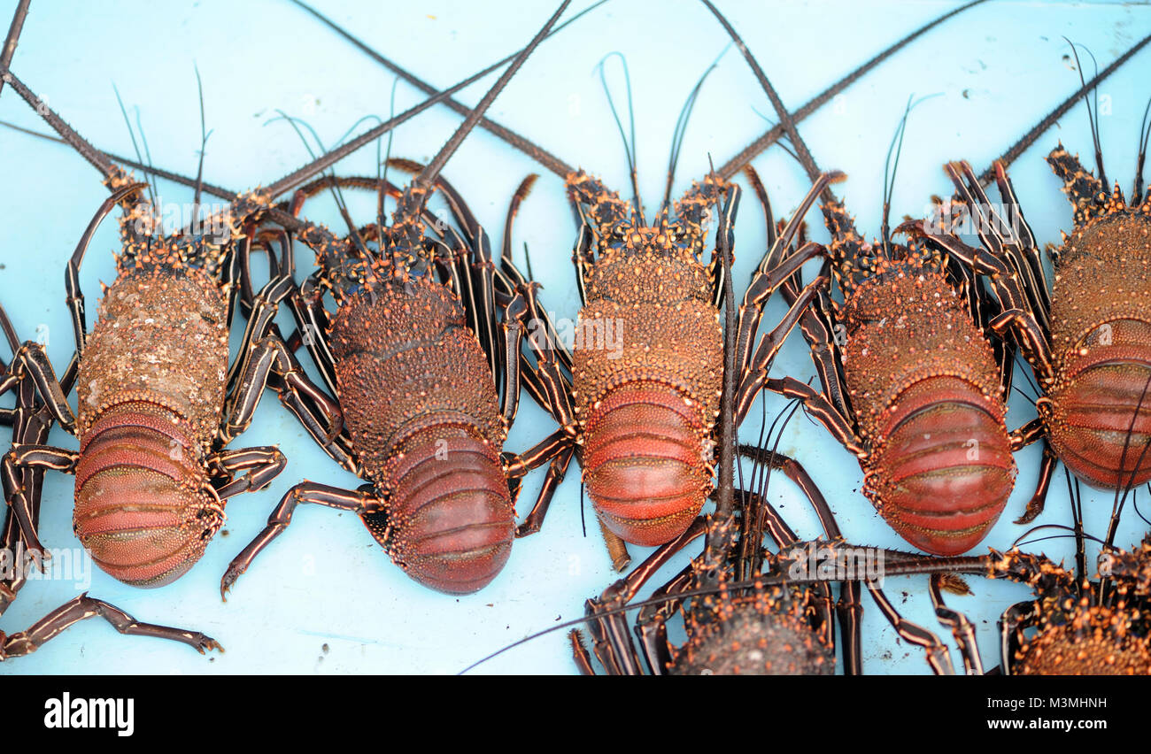 Red spiny lobster (Panulirus penicillatus) for sale in  the fish market in Puerto Ayora. Puerto Ayora, Santa Cruz, Galapagos, Ecuador. Stock Photo