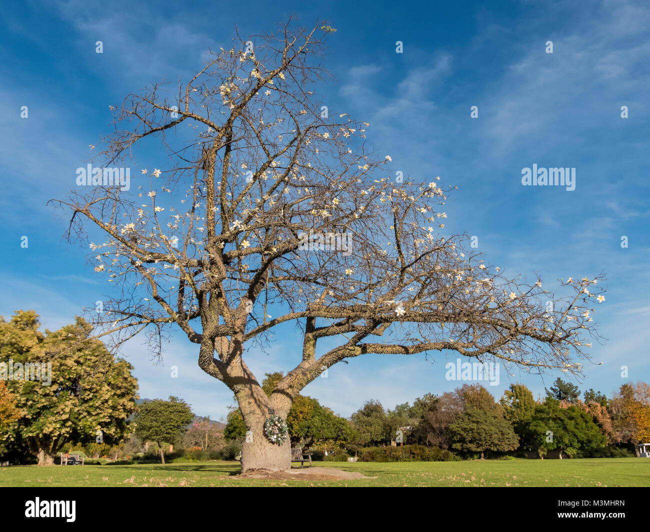Silk floss tree flowers hires stock photography and images Alamy