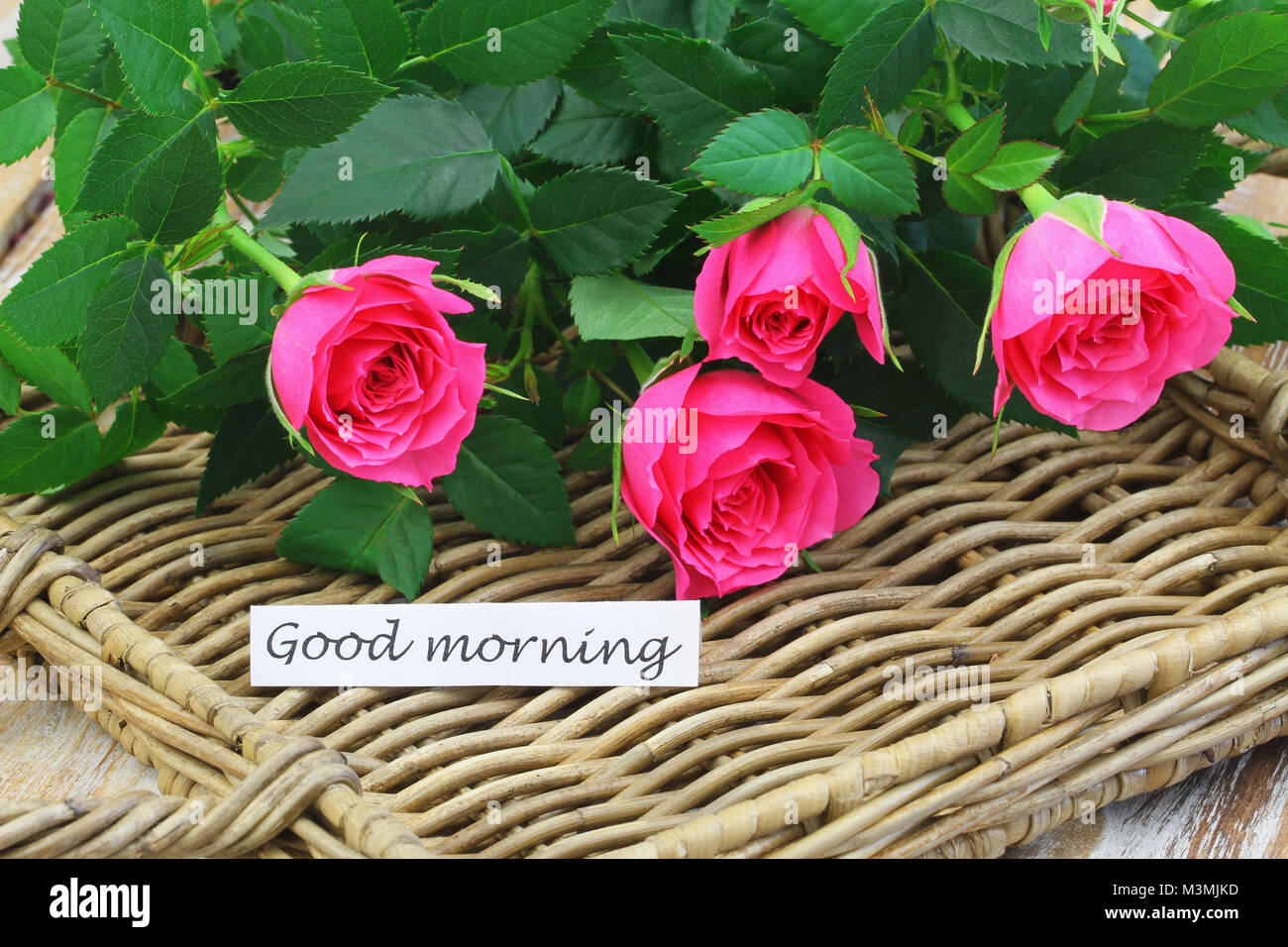 Good Morning Card With Wild Pink Roses On Wicker Tray Stock Photo