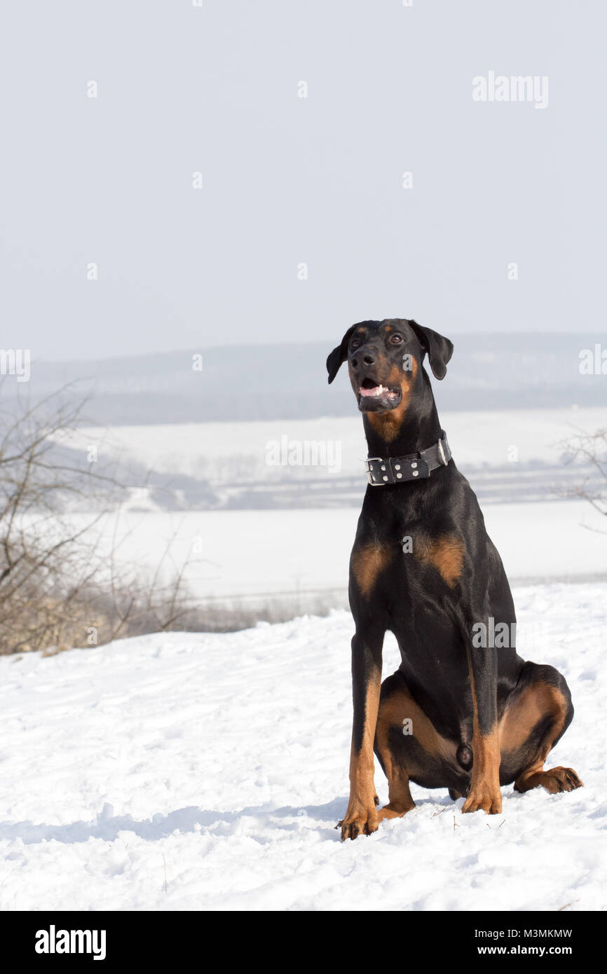 Dog doberman sitting on the snow / ground Stock Photo