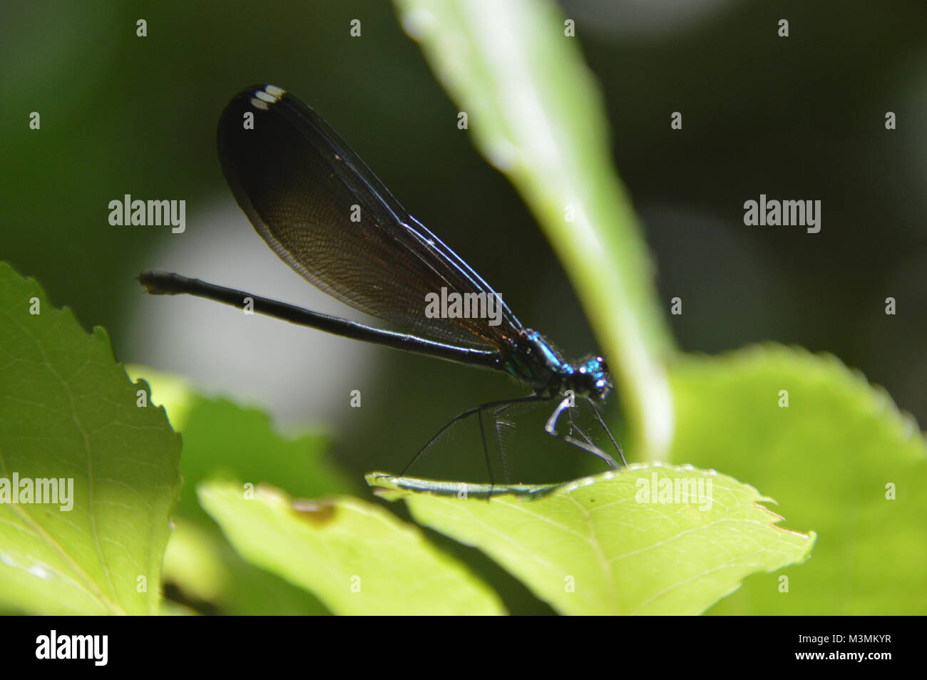 A dark blue mayfly sitting on a green leaf with green foliage (blurry) in the background of the picture. Taken at Great Falls, VA Stock Photo