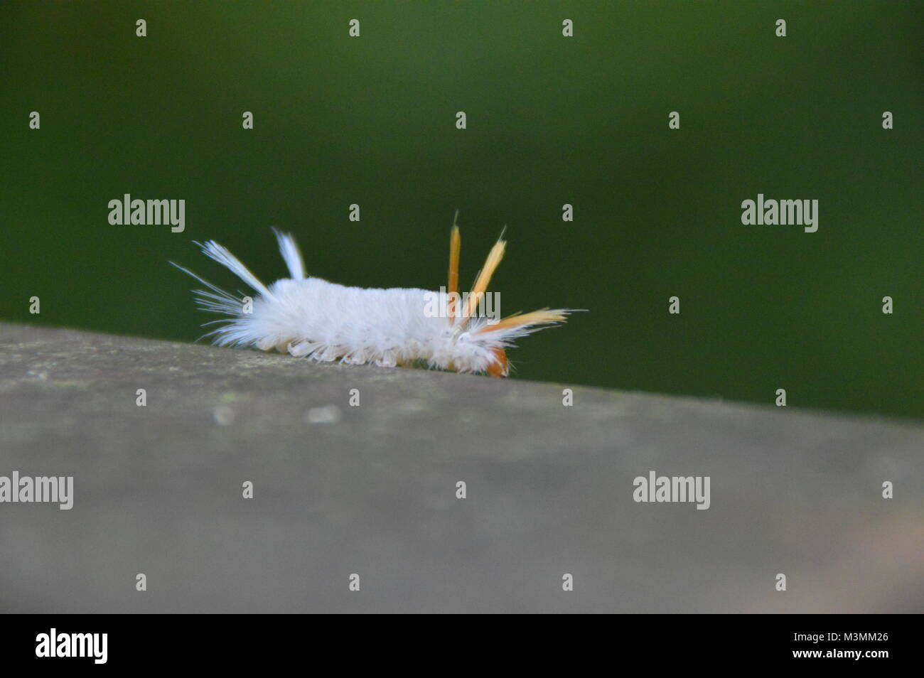 A white fussy caterpillar with yellow horns on it's head and white horns on it's tail. It is walking on a bridge, but you can not see the bridge. Stock Photo