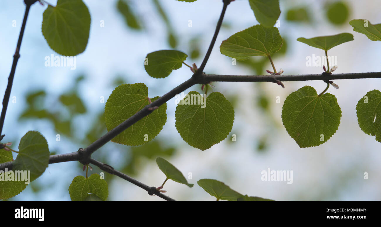 Green leaves tree flutter in hi-res stock photography and images - Alamy