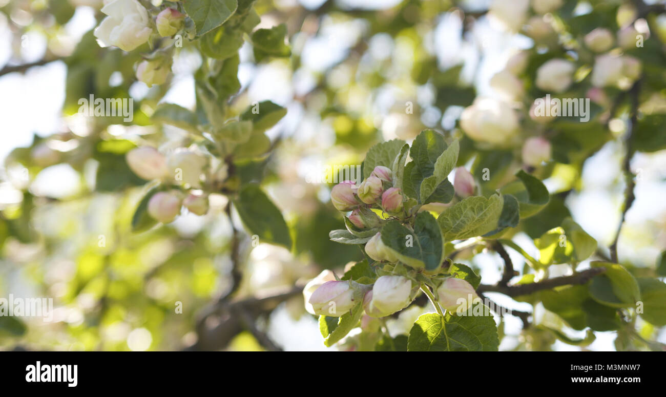 apple tree with pink flowers in a garden Stock Photo